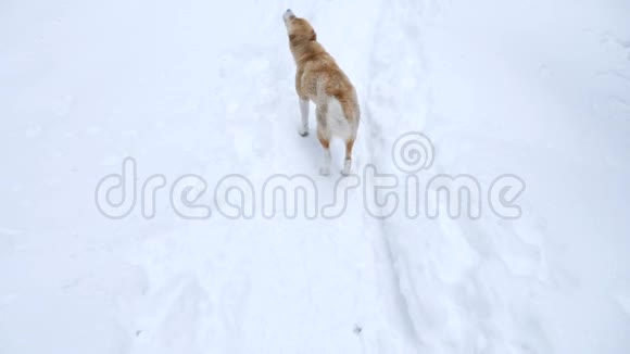 狗在雪地里玩耍视频的预览图