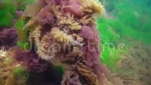 奥比利亚水息肉周围是绿和红藻在海底的黑海视频的预览图