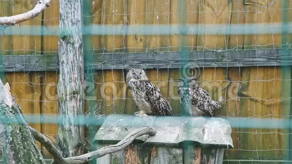 一对大野猫头鹰在笼子里的木屋里休息视频的预览图