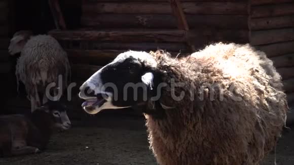 动物园里的动物羊圈敖德萨动物园里的动物视频的预览图