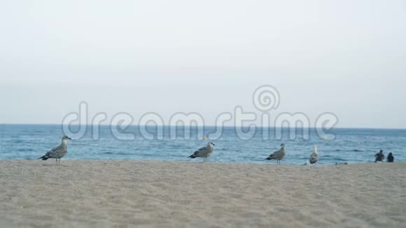 海鸥在海边的沙滩上散步视频的预览图