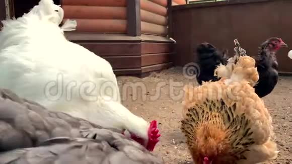 不同的母鸡在笔公鸡鸟视频的预览图