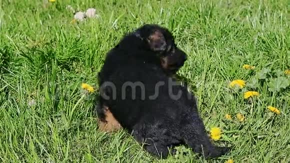 黑色德国牧羊犬走在绿草中视频的预览图