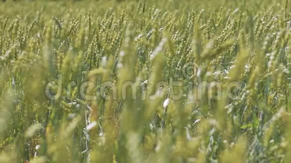 夏野绿黑麦慢镜头视频的预览图