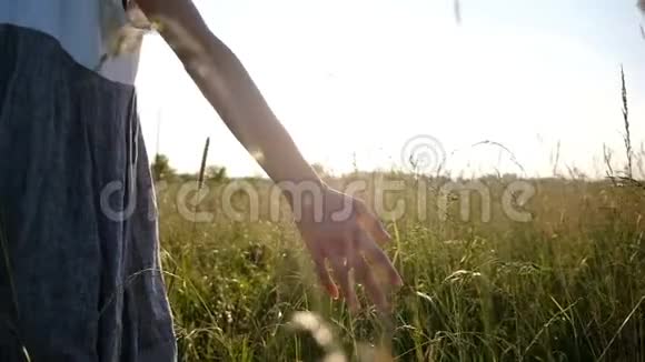 夏天一个女人在夕阳下的田野里手慢悠悠地穿过干枯的高草视频的预览图