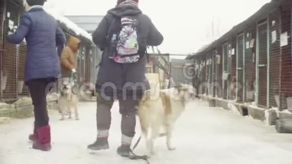 志愿者带着狗去散步视频的预览图