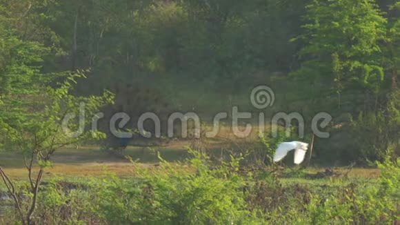 巨大的白鹭靠近孔雀羽毛炫耀视频的预览图