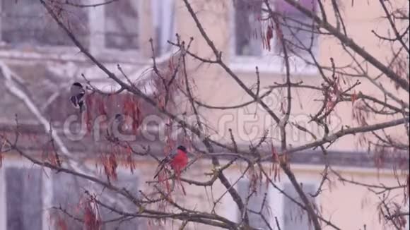 在大雪纷飞的冬日里城市公园里有三只有红色羽毛的牛叉坐在雪树枝上慢慢视频的预览图