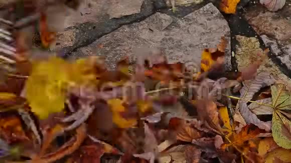秋叶石背景高清镜头视频的预览图