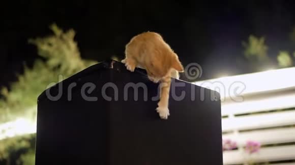 小红猫坐在迪斯科的扬声器系统上视频的预览图