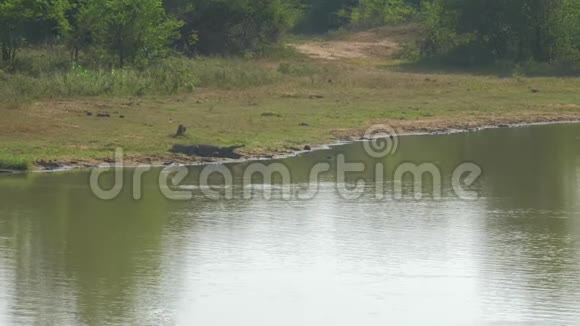 不动鳄鱼躺在平静的湖面上倒映着树岸视频的预览图