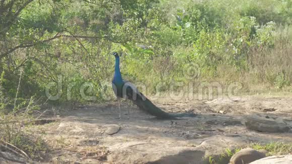 蓝颈孔雀矗立在棕色的岩石地上视频的预览图