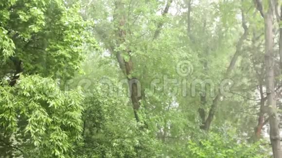 在丛林里下雨视频的预览图