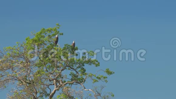 精彩的雄鹰坐在蓝天下的绿树上视频的预览图