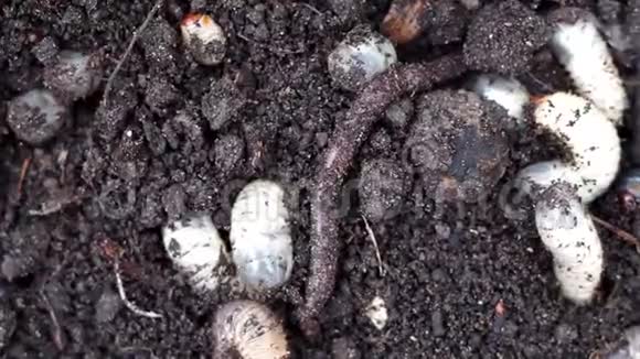 蚯蚓在地上爬行蠕虫特写视频的预览图