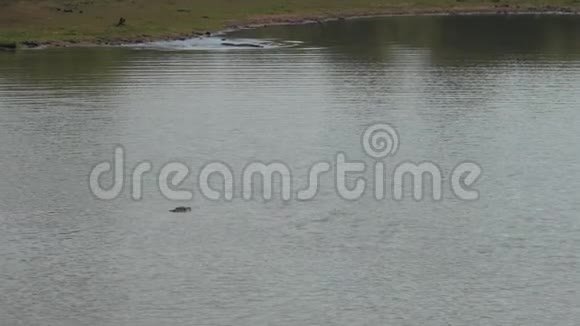 巨大的鳄鱼头隐藏在绿色海岸的湖水中视频的预览图