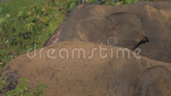 大象用耳朵从动物背上扫出泥土走路视频的预览图