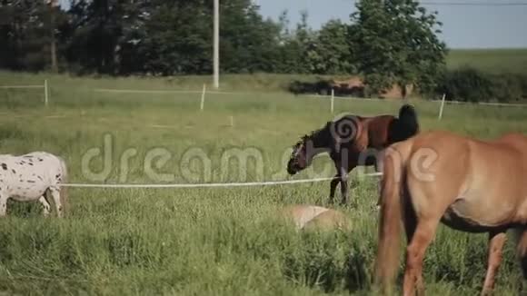 农场里的一群马视频的预览图