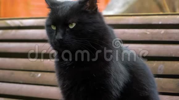 一只有袖的黑猫坐在长凳上视频的预览图