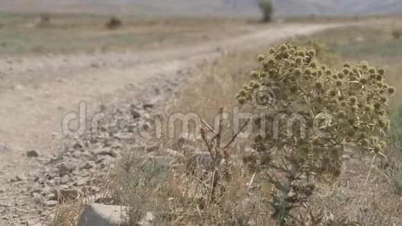 坎贝斯特尔克里米亚的草原植物一根刺在风中摇曳视频的预览图