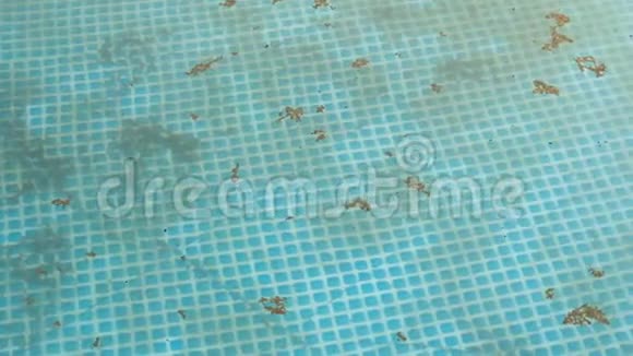 游泳池里有脏水蓝色水面上的尘埃垃圾和昆虫视频的预览图