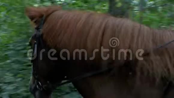 穿着粉红色连衣裙和头盔的女孩骑着一匹棕色的马在树木和树叶的背景上后景4k4k视频视频的预览图