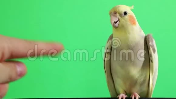 绿幕上分离的科雷拉鹦鹉视频的预览图