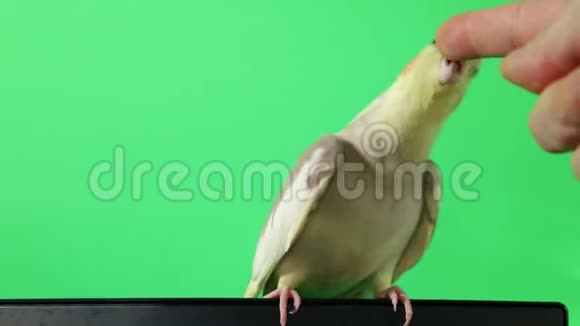 绿幕上分离的科雷拉鹦鹉视频的预览图