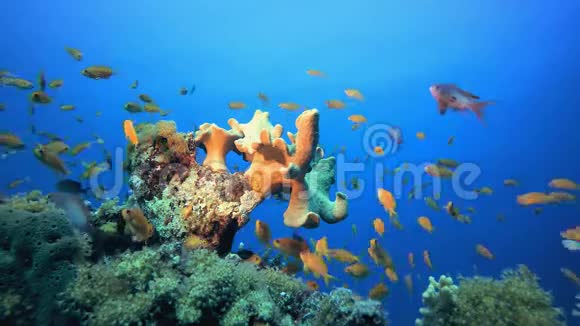 橙鱼和软珊瑚视频的预览图