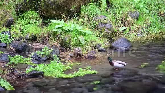 瀑布里的鸭子家族视频的预览图