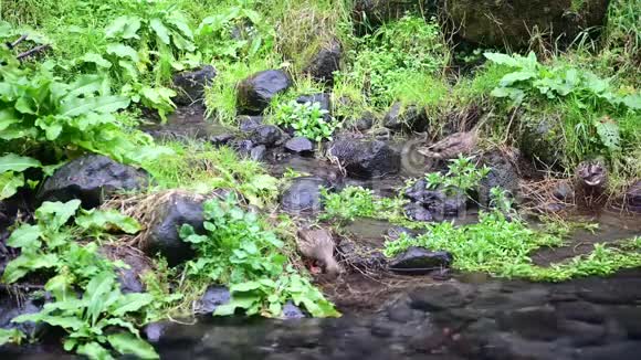 瀑布里的鸭子家族视频的预览图