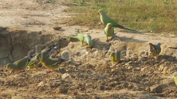 黄色和绿色的有趣鹦鹉寻找食物视频的预览图