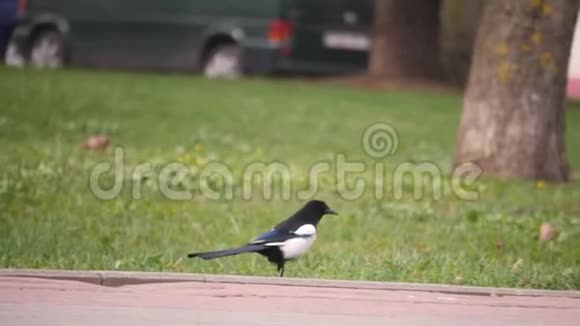 年轻的野生喜鹊正在城市公园的草地上寻找食物这是一个没有人的4K慢镜头视频的预览图