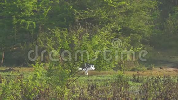 大白鹭雄性在绿草地上表演仪式舞蹈视频的预览图