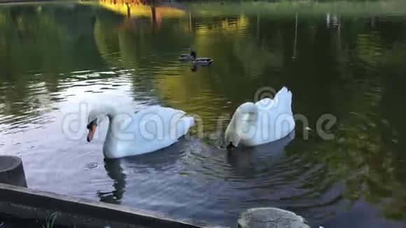 喂天鹅公园里的鸟在公园里湖岸喂鸟天鹅在黑暗的池塘里游泳家庭喂养视频的预览图