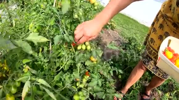 女人在花园里摘西红柿视频的预览图
