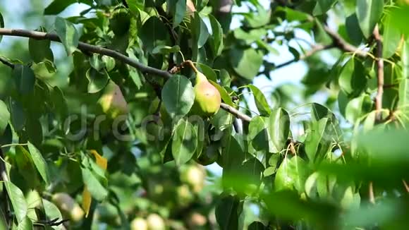 水果是多汁的成熟梨在花园的树枝上梨树的枝条挂着成熟多汁的果实收获的时间视频的预览图