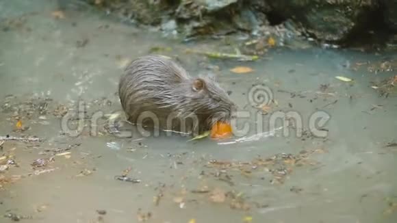 海狸吃胡萝卜视频的预览图