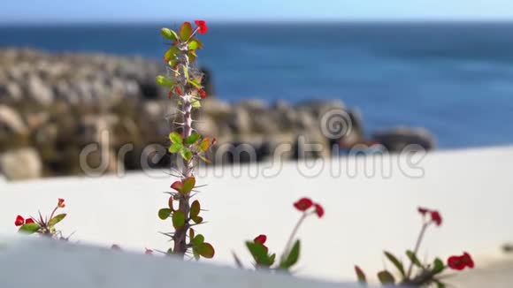 在阳光明媚的日子里一朵红花在海洋上视频的预览图