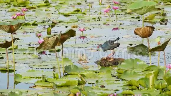 湖上的西部沼泽有睡莲郁郁葱葱的水中有粉红色的莲花反映了鸟类野生候鸟视频的预览图