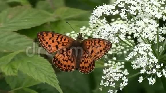 白色花朵上的蝴蝶视频的预览图