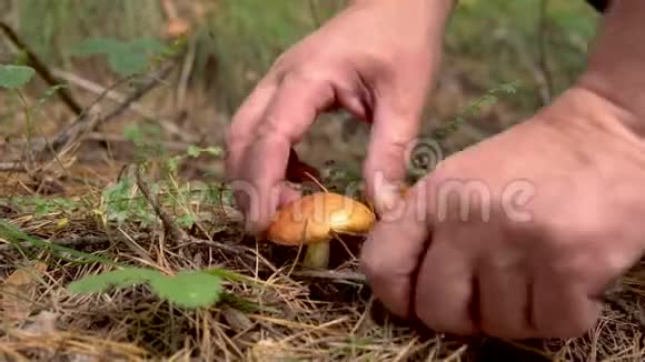 蘑菇采摘者用刀子在森林里切蘑菇黄色的牛肝菌针叶树中的食用蘑菇视频的预览图