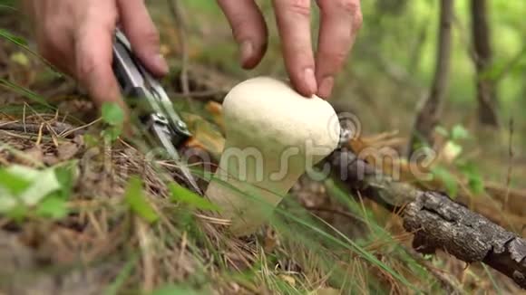 蘑菇采摘者用刀子在森林里切蘑菇普通的河豚针叶树中的食用蘑菇视频的预览图