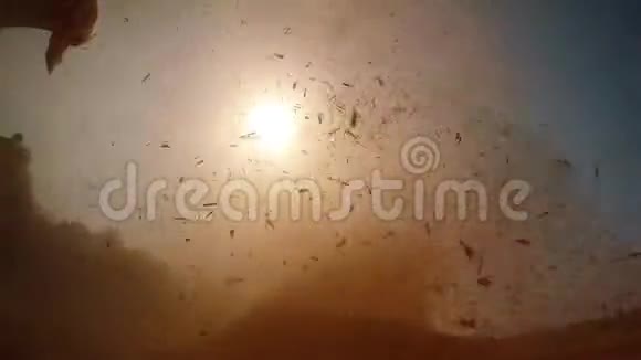 阳光透过剁碎的茎在尘土飞扬的农民的剪影中照耀着农业村的沙漠视频的预览图