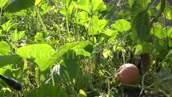 雄性手在绿色的夏日花园里喷洒新鲜成熟的南瓜4K视频的预览图