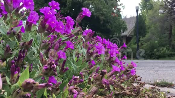 蜜蜂在路边给紫色的花朵授粉而一辆汽车从后面来视频的预览图