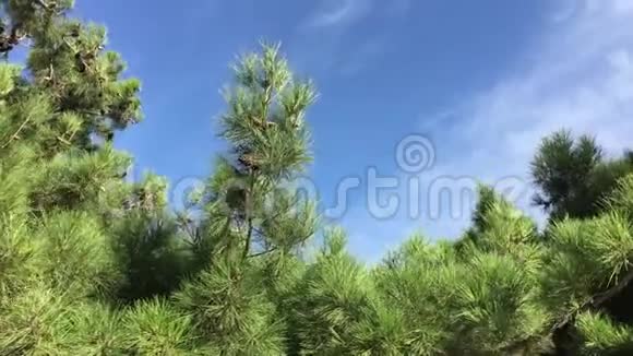 蓝天背景下的松树视频的预览图