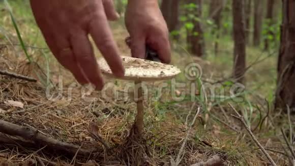 蘑菇采摘机在森林里用刀切蘑菇针叶林中的食用蘑菇视频的预览图