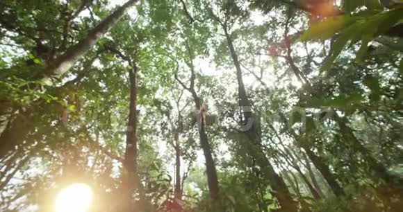 早上在森林里太阳光线穿过树木特写一只蜘蛛正在网上移动视频的预览图