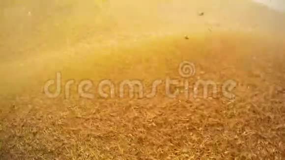 尘土和切碎的茎在堆积如山的农业中飞舞和坠落视频的预览图